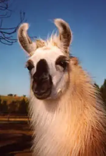 An image of a llama named Oshinko Maki