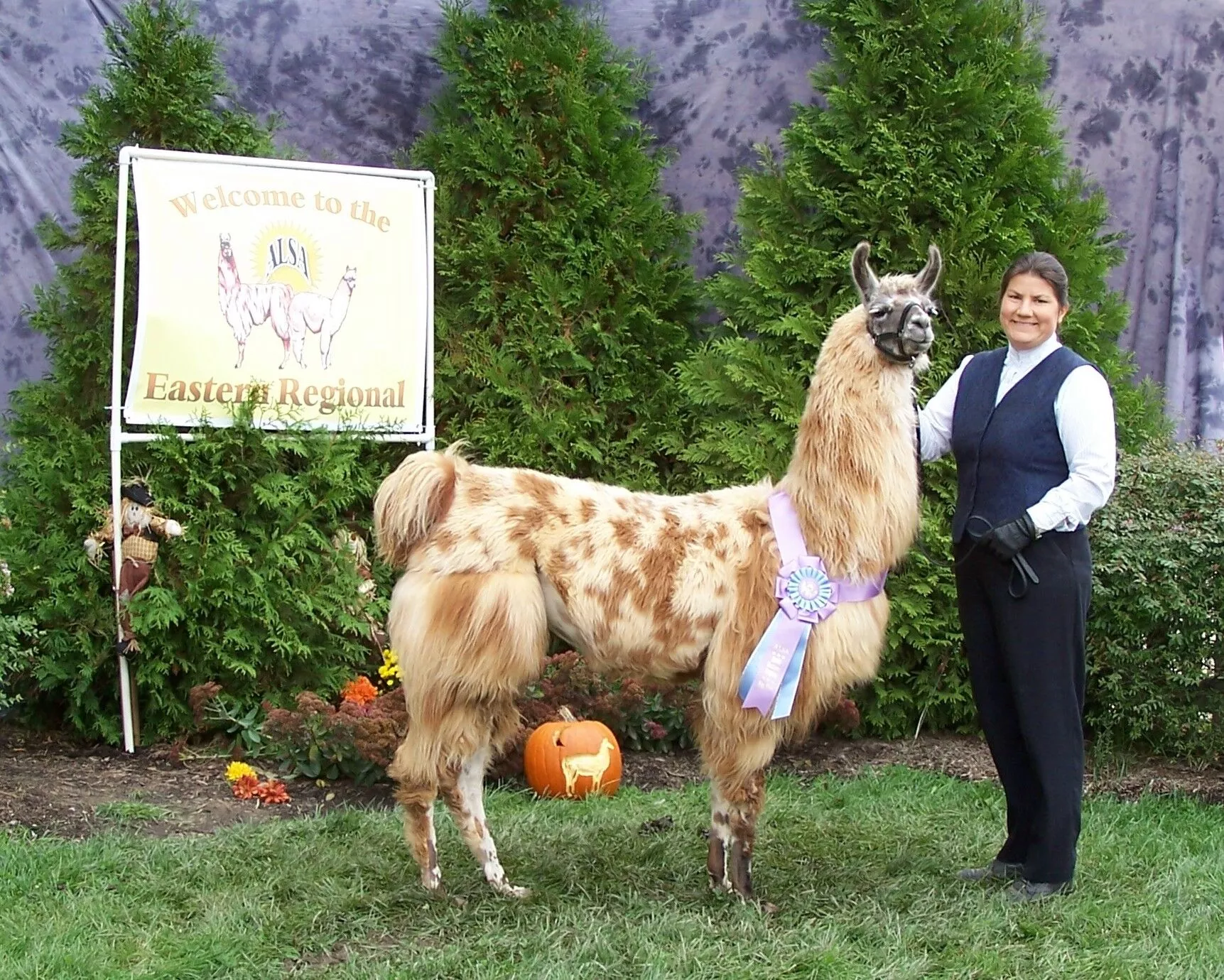 An image of a llama named Appy Strudel with Paige