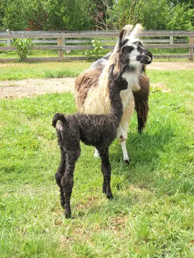 An image of Spinafore and her daughter, Sourcerous