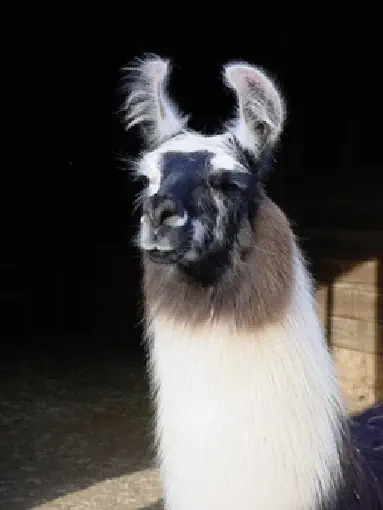 An image of a llama named Spinafore