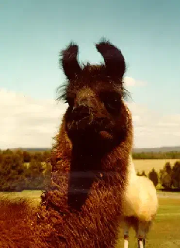 A close-up of a dark brown llama named Spintastic with shaggy fur and black ears, looking intently at the camera. Its body is a rich reddish-brown. In the blurry background, another lighter-colored llama stands in a green field with trees under a blue sky. [U]