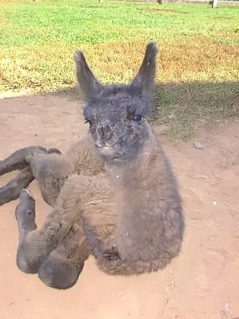 A fluffy baby llama (cria) with dark grey fur on its face and ears, and lighter greyish-brown fur on its body, sitting on the dirt ground with its legs tucked. It looks directly at the viewer with blue eyes. [U]