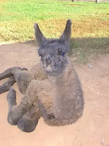 A fluffy baby llama (cria) with dark grey fur on its face and ears, and lighter greyish-brown fur on its body, sitting on the dirt ground with its legs tucked. It looks directly at the viewer with blue eyes. [U]