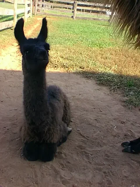 A cute, fluffy black llama with large ears is lying on brown dirt in a rural setting, looking directly at the viewer. Green grass and a wooden fence are visible in the background, with the toes of another animal partially visible on the right. [U]