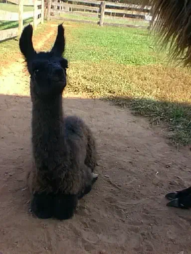 A cute, fluffy black llama with large ears is lying on brown dirt in a rural setting, looking directly at the viewer. Green grass and a wooden fence are visible in the background, with the toes of another animal partially visible on the right. [U]