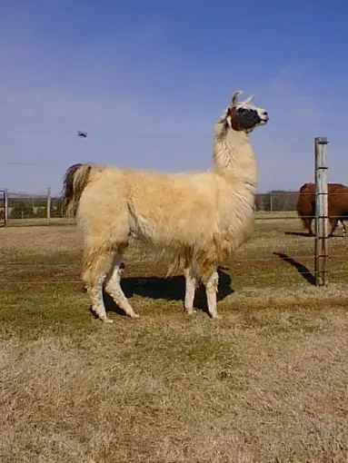 An image of a llama named Sunnybrook