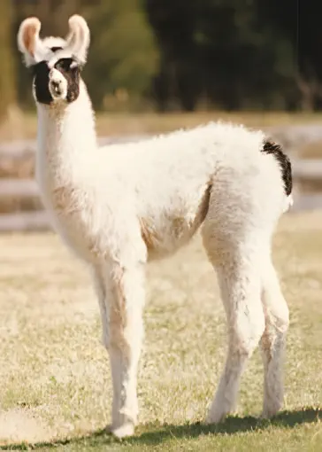 An image of a animal named Suntreader