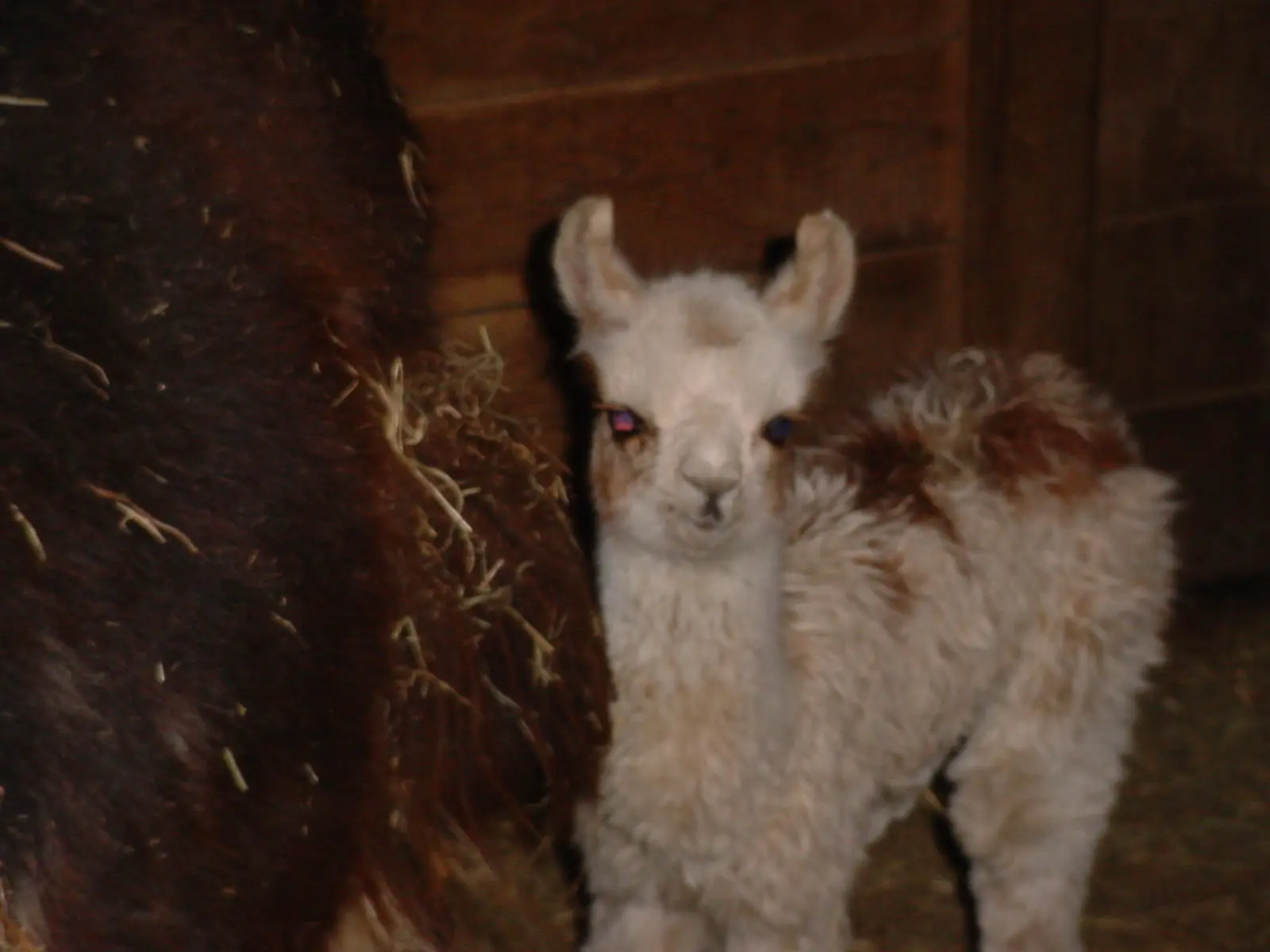 An image of a llama named Toot Sweet