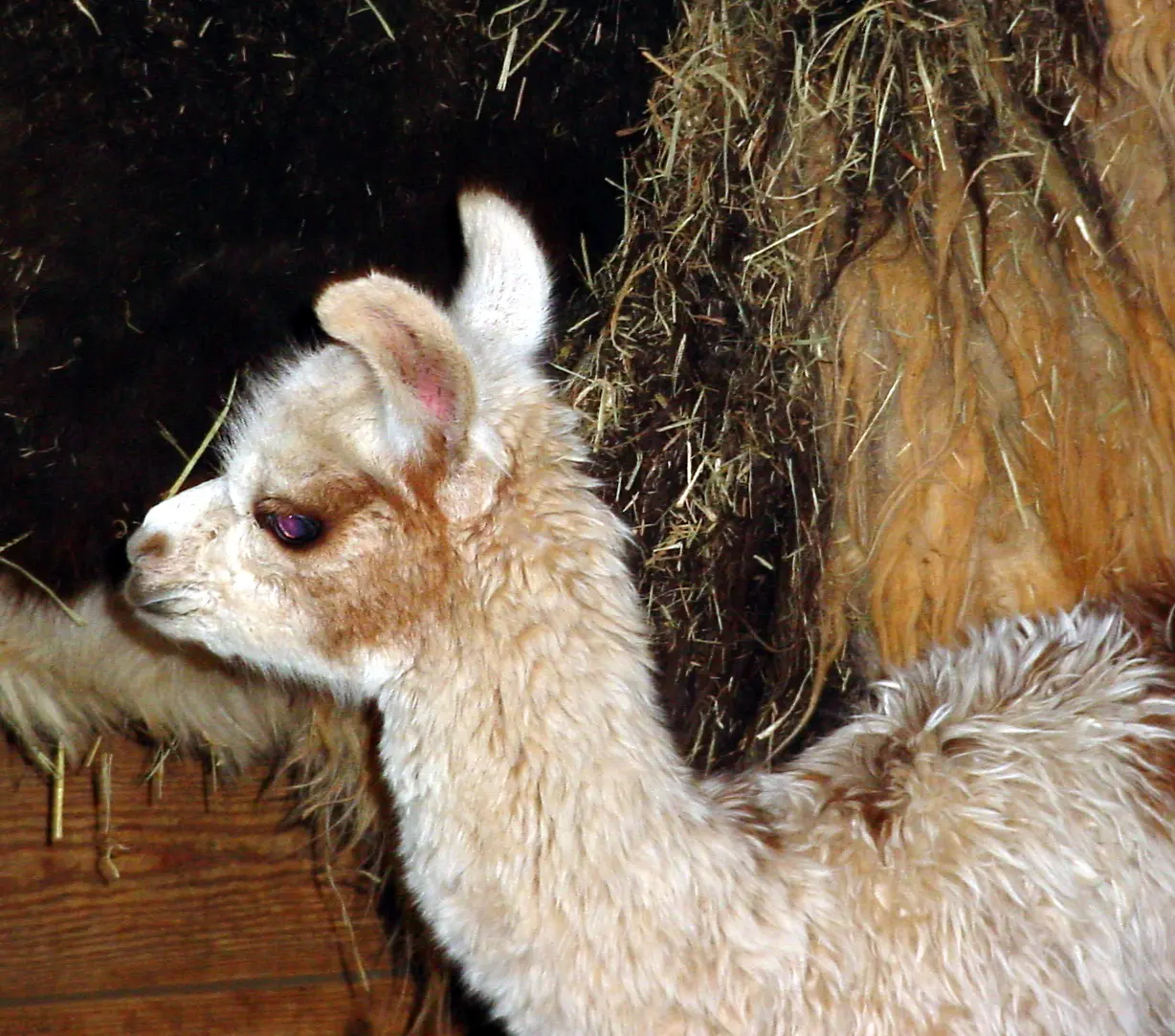 An image of a llama named Toot Sweet