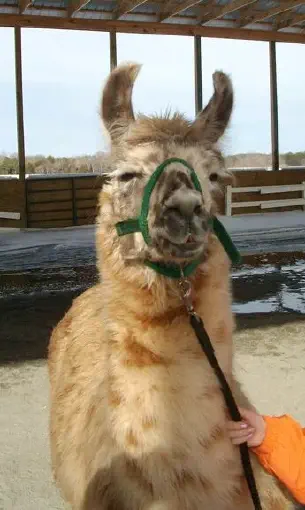 An image of a llama named Trigger Appy