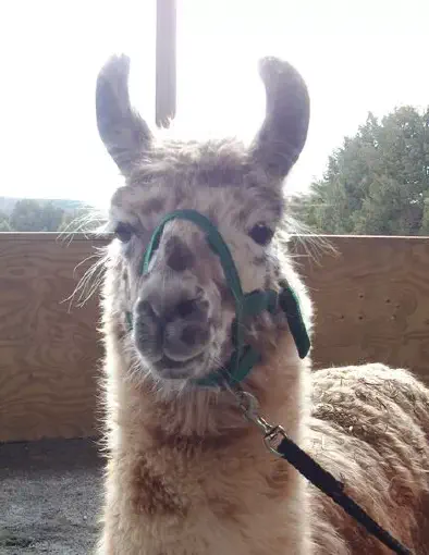 An image of a llama named Trigger Appy