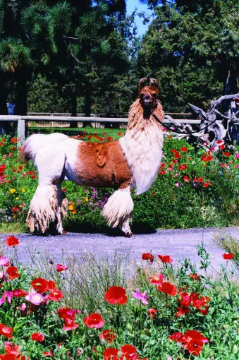 An image of a llama named Whist